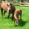 Freckles, the baby 027